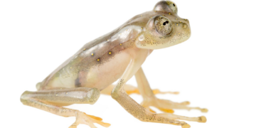 Newly discovered frog immediately threatened with extinction