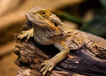 Did you know bearded dragons change their gender? Here is how and why!
