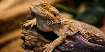 Did you know bearded dragons change their gender? Here is how and why!