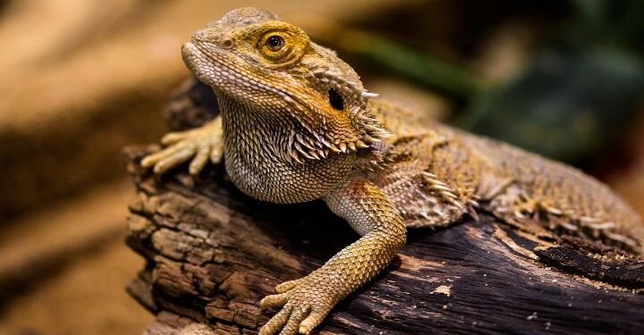 Did you know bearded dragons change their gender? Here is how and why!