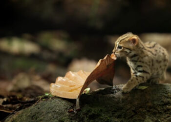 This is the world’s tiniest cat!