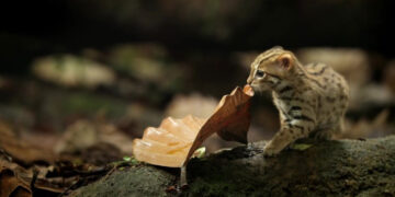 This is the world’s tiniest cat!