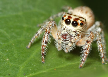 The world’s smallest insects