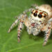 The world’s smallest insects