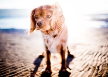 Can animals get sunburned?