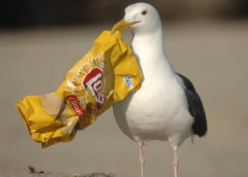 This is how you get rid of cheeky gulls that come for your food