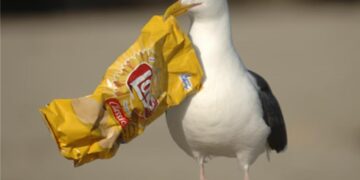 This is how you get rid of cheeky gulls that come for your food