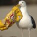 This is how you get rid of cheeky gulls that come for your food