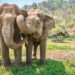 Indian man creates elephant friendly tea garden