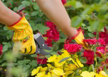 Why you need a cutting garden