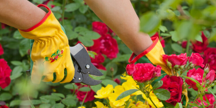 Why you need a cutting garden