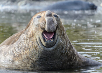 Can animals actually laugh?