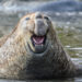 Can animals actually laugh?