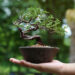 How to keep your bonsai tree happy and healthy