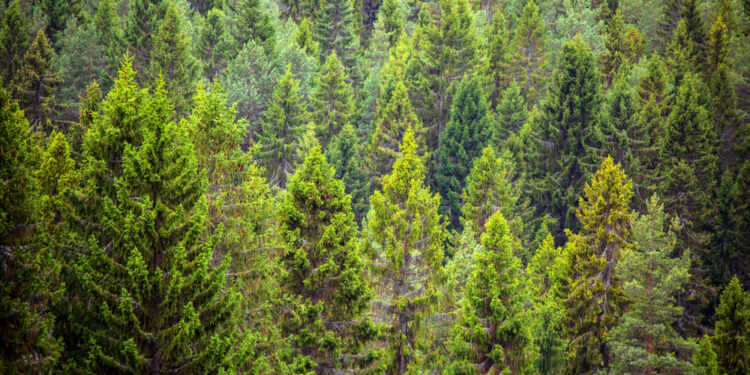 This is why evergreen trees don’t shed their needle-like leaves  