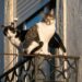 Does a cat have nine lives or are they just good at heights?