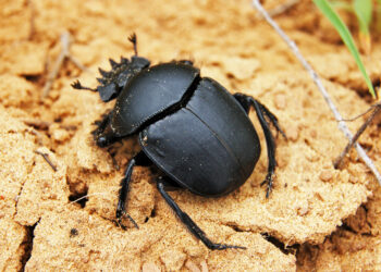 Do Dung Beetles Use Stars To Navigate?