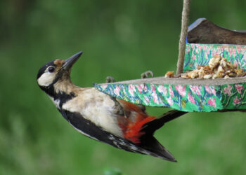 Stunning pictures thanks to a simple camera and a bird feeder
