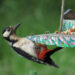Stunning pictures thanks to a simple camera and a bird feeder