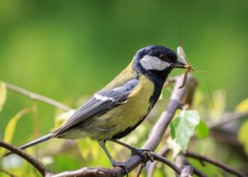 Birds that eat mosquitoes