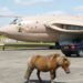 Miniature horse takes flight