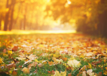 Why Leaves Change Color During Fall