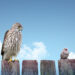 How climate change can make birds smaller