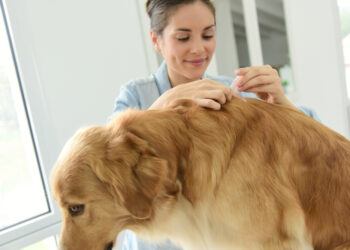 How to get rid of fleas in your home