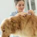 How to get rid of fleas in your home