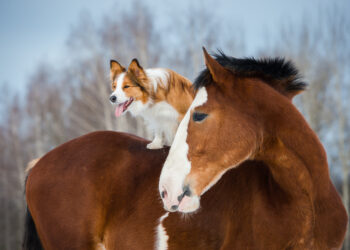 Spending hours watching dog videos on YouTube for science