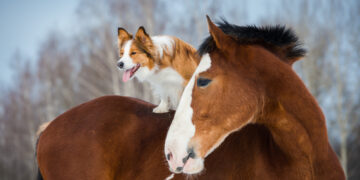 Spending hours watching dog videos on YouTube for science