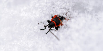Do ticks bite in the winter?