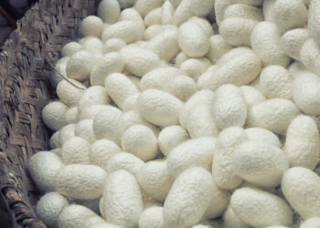 Why vegans don’t wear silk