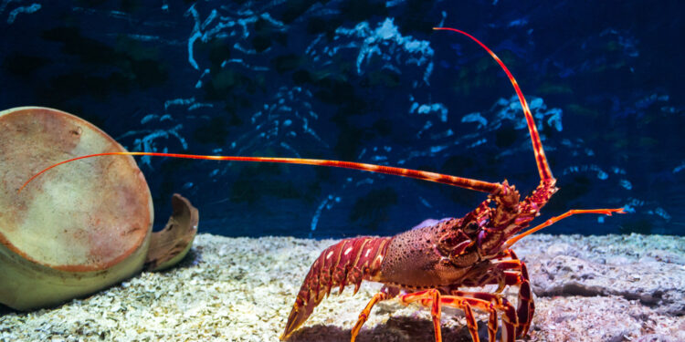 Do lobsters feel pain?