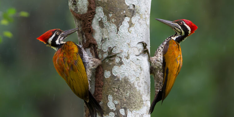 The reason why woodpeckers peck