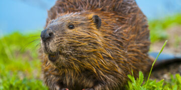 How dangerous are beavers?